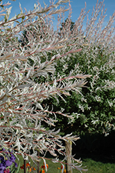 Tricolor Willow (tree form) (Salix integra 'Hakuro Nishiki (tree form)') at Strader's Garden Centers