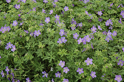 Johnson's Blue Cranesbill (Geranium 'Johnson's Blue') at Strader's Garden Centers