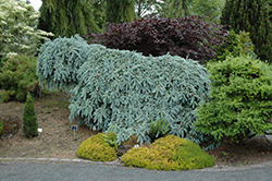 The Blues Colorado Blue Spruce (Picea pungens 'The Blues') at Strader's Garden Centers