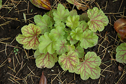 Electric Lime Coral Bells (Heuchera 'Electric Lime') at Strader's Garden Centers