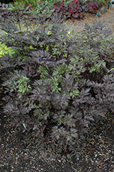 Black Negligee Bugbane (Cimicifuga racemosa 'Black Negligee') at Strader's Garden Centers