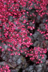 Glitter Coral Bells (Heuchera 'Glitter') at Strader's Garden Centers