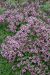 Magic Carpet Thyme (Thymus serpyllum 'Magic Carpet') at Strader's Garden Centers