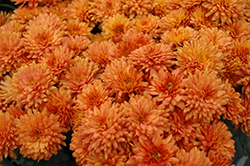 Gigi Orange Chrysanthemum (Chrysanthemum 'Gigi Orange') at Strader's Garden Centers