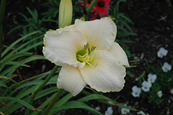 Early Snow Daylily (Hemerocallis 'Early Snow') at Strader's Garden Centers