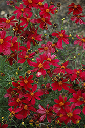 Red Satin Tickseed (Coreopsis 'Red Satin') at Strader's Garden Centers