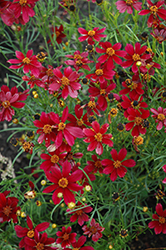 Red Satin Tickseed (Coreopsis 'Red Satin') at Strader's Garden Centers
