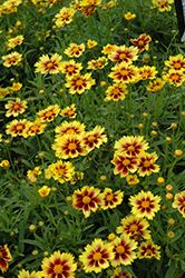 Enchanted Eve Tickseed (Coreopsis 'Enchanted Eve') at Strader's Garden Centers