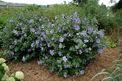 Blue Chiffon Rose of Sharon (Hibiscus syriacus 'Notwoodthree') at Strader's Garden Centers