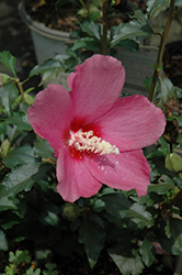 Lil' Kim Red Rose of Sharon (Hibiscus syriacus 'SHIMRR38') at Strader's Garden Centers