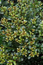 Compact Inkberry Holly (Ilex glabra 'Compacta') at Strader's Garden Centers