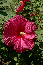 Jazzberry Jam Hibiscus (Hibiscus 'Jazzberry Jam') at Strader's Garden Centers