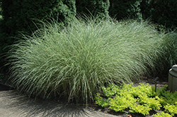 Morning Light Maiden Grass (Miscanthus sinensis 'Morning Light') at Strader's Garden Centers