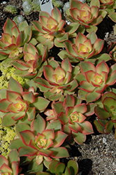 Kiwi Aeonium (Aeonium 'Kiwi') at Strader's Garden Centers