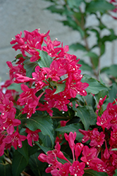 Sonic Bloom Red Reblooming Weigela (Weigela florida 'Verweig 6') at Strader's Garden Centers