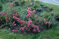 Sonic Bloom Pink Reblooming Weigela (Weigela florida 'Bokrasopin') at Strader's Garden Centers