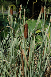 Variegated Cattail (Typha latifolia 'Variegata') at Strader's Garden Centers