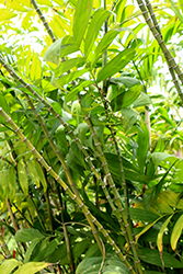 Hardy Bamboo Palm (Chamaedorea microspadix) at Strader's Garden Centers