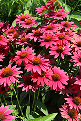 Sombrero Tres Amigos Coneflower (Echinacea 'Balsomtresgo') at Strader's Garden Centers