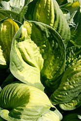 Captain Kirk Hosta (Hosta 'Captain Kirk') at Strader's Garden Centers