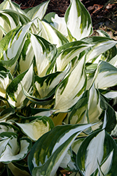 Fire and Ice Hosta (Hosta 'Fire and Ice') at Strader's Garden Centers
