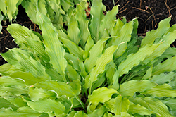 Wiggles and Squiggles Hosta (Hosta 'Wiggles and Squiggles') at Strader's Garden Centers