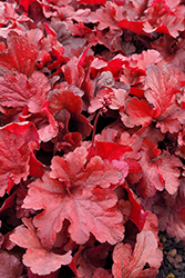 Forever Red Coral Bells (Heuchera 'Forever Red') at Strader's Garden Centers