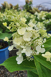 Candelabra Hydrangea (Hydrangea paniculata 'Hpopr013') at Strader's Garden Centers