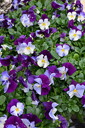 Cool Wave Violet Wing Pansy (Viola x wittrockiana 'PAS835631') at Strader's Garden Centers