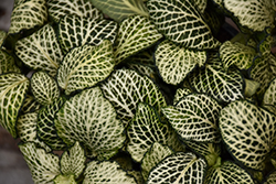Mosaic Plant (Fittonia albivenis) at Strader's Garden Centers