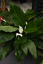 Peace Lily (Spathiphyllum wallisii) at Strader's Garden Centers