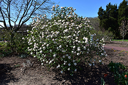 Cayuga Viburnum (Viburnum x carlcephalum 'Cayuga') at Strader's Garden Centers