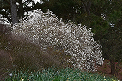 Mohawk Viburnum (Viburnum x burkwoodii 'Mohawk') at Strader's Garden Centers