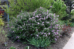 Bloomerang Lilac (Syringa 'Bloomerang') at Strader's Garden Centers