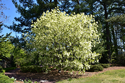 White Fringetree (Chionanthus virginicus) at Strader's Garden Centers