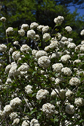 Fragrant Viburnum (Viburnum x carlcephalum) at Strader's Garden Centers