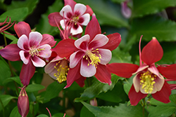 Origami Red and White Columbine (Aquilegia 'Origami Red and White') at Strader's Garden Centers