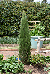 Blue Arrow Juniper (Juniperus scopulorum 'Blue Arrow') at Strader's Garden Centers