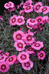 Star Single Peppermint Star Pinks (Dianthus 'Noreen') at Strader's Garden Centers