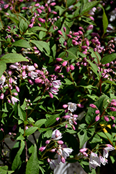 Yuki Cherry Blossom Deutzia (Deutzia 'NCDX2') at Strader's Garden Centers