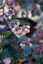 Pink Icing Blueberry (Vaccinium 'ZF06-079') at Strader's Garden Centers