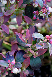 Pink Icing Blueberry (Vaccinium 'ZF06-079') at Strader's Garden Centers
