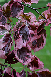 Tricolor Beech (Fagus sylvatica 'Roseomarginata') at Strader's Garden Centers