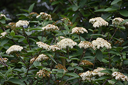 Alleghany Viburnum (Viburnum x rhytidophylloides 'Alleghany') at Strader's Garden Centers