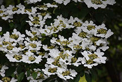Summer Snowflake Doublefile Viburnum (Viburnum plicatum 'Summer Snowflake') at Strader's Garden Centers