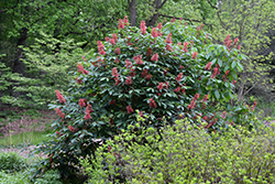 Red Buckeye (Aesculus pavia) at Strader's Garden Centers