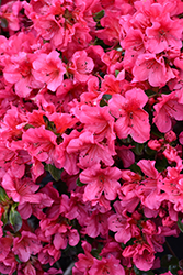 Girard's Crimson Azalea (Rhododendron 'Girard's Crimson') at Strader's Garden Centers