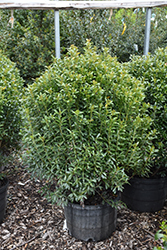 Compact Inkberry Holly (Ilex glabra 'Compacta') at Strader's Garden Centers