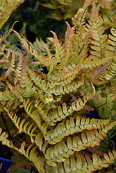 Brilliance Autumn Fern (Dryopteris erythrosora 'Brilliance') at Strader's Garden Centers