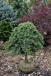 Dwarf Japanese Garden Juniper (tree form) (Juniperus procumbens 'Nana (tree form)') at Strader's Garden Centers